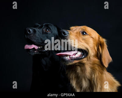 Retriever Stockfoto