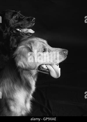 Retriever Stockfoto