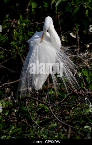 Silberreiher preens seine schöne Aigrettes oder ornamentale hintere Federn zu präsentieren, nur während der Brutzeit. Stockfoto