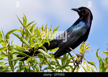 Boot-angebundene Grackle zeigt seine schöne schillern vor einem blauen Himmel und die grünen Blätter von seinem Ast. Stockfoto