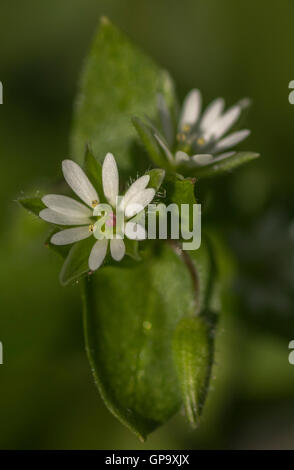 Gemeinsamen Vogelmiere Stellaria Media im Frühjahr Stockfoto