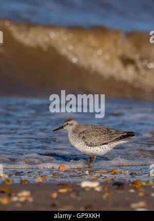 Knoten Sie Calidris Canutus auf Küste, Heacham Beach, Norfolk, England, UK Stockfoto