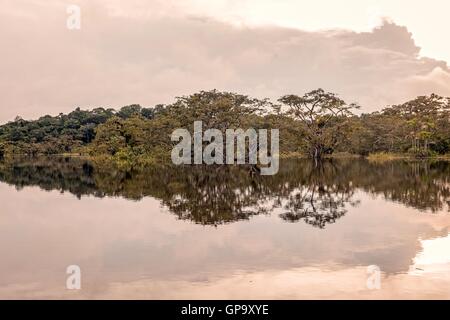 Büsche, die Reflexion über den Fluss In überfluteten Amazonas-Dschungel, Cuyabeno Wildlife Reserve, Ecuador Stockfoto