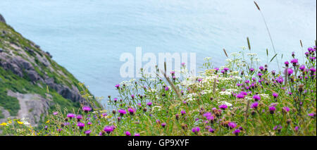 Wildblumen wachsen in Feldern an steilen Hängen in der Nähe von hohen Klippen auf Signal Hill an einem Sommertag. Stockfoto