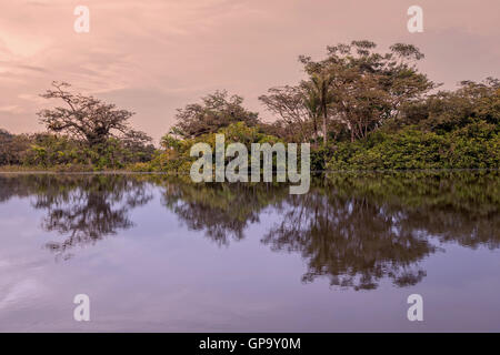 Bäume, die Silhouette gegen einen orangefarbenen Himmel bei Sonnenuntergang über Laguna Grande im Cuyabeno Nationalpark, Südamerika Stockfoto