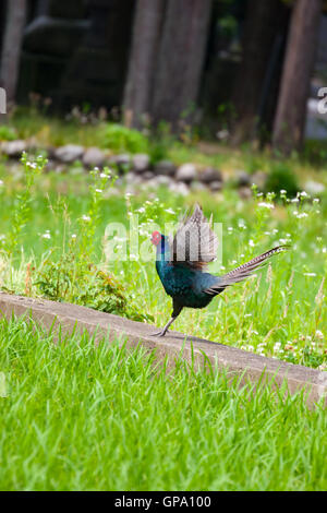 Grüner Fasan, der die Flügel schlägt. Der grüne Fasan, auch bekannt als japanischer grüner Fasan, ist im japanischen Archipel heimisch. Stockfoto