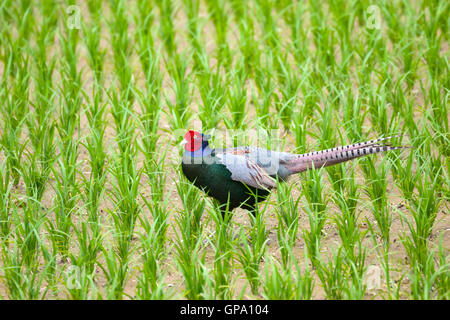 Walking Grüner Fasan in einem Reisfeld. Der grüne Fasan, auch bekannt als japanischer grüner Fasan, ist im japanischen Archipel heimisch. Stockfoto