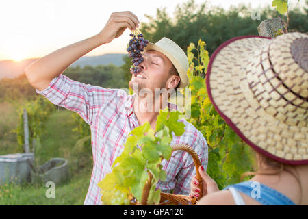 Junglandwirt genießen frische Trauben im Weinberg Stockfoto