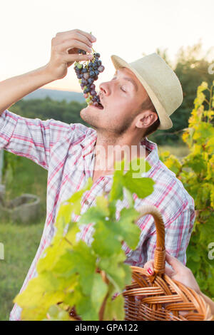 Junglandwirt genießen frische Trauben im Weinberg Stockfoto