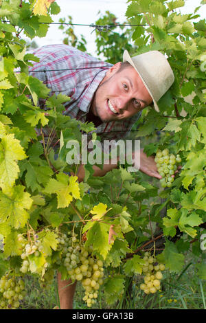 Glücklich lächelnd in die Trauben Reihen Bauer Stockfoto