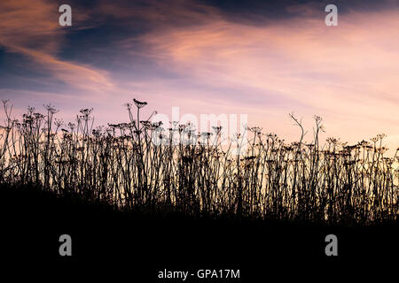 Kuh Petersilie in der Silhouette zu sehen.  Anthriscus Sylvestris. Stockfoto