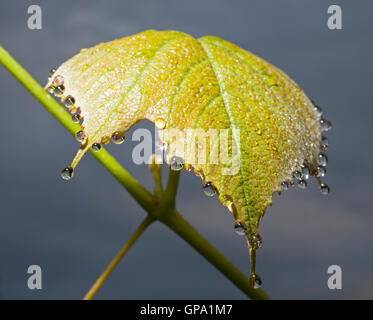 Schwere Morgentau, der bereit ist, von einem Weinblatt Tropfen Stockfoto