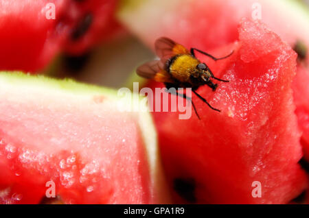Eine Hummel Fütterung auf Wassermelone Stockfoto