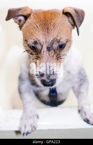 Jack Russell Terrier Haustier reinigen und Waschen der schmutzigen Körper Stockfoto