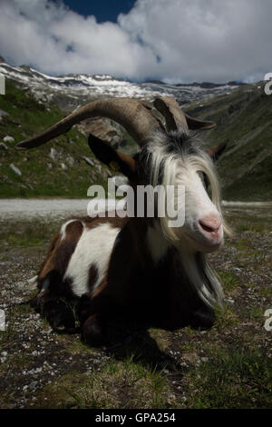 Ziege auf der Kölnbrein-Staumauer. Der Kölnbrein-Damm ist eine Bogenstaumauer im Bereich Hohe Tauern in Kärnten, Österreich. Stockfoto