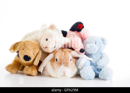 Haustier weißen Hintergrund Studiofotografie ausgebildet. Süße Tiere Nahaufnahme Fotos. Purebreed zeigen Tiere. 'wo' Ohr eared lustige Häschen Stockfoto
