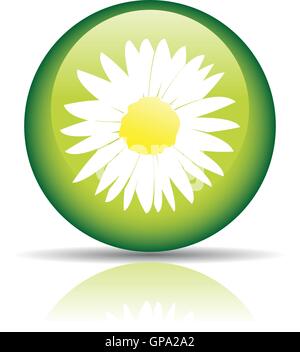Glänzende Kamille im grünen Kreis, isoliert auf weiss Stock Vektor