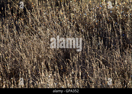 Bereift, Gras- und Kiefer in die Strahlen der aufgehenden Sonne Stockfoto