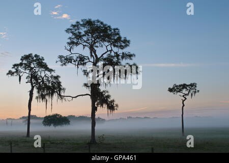 Am frühen Morgen in Florida Gegend mit Sonne und Nebel, Bäume mit spanischem Moos drapieren. Stockfoto