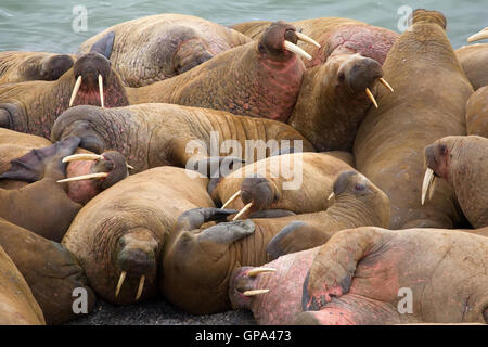 Gruppe von atlantischen Walrosse (Odobenus Rosmarus Rosmarus) auf Haulout, Vaygach Insel, Barents-See Stockfoto