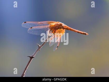 Rot geäderten Dropwing Libelle Trithemis Arteriosa vor einem weichen cremigen blau und gelb Hintergrund ruht auf einer Akazie-Zweig. Stockfoto