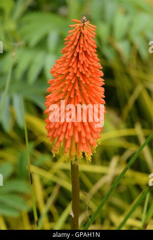 Rote heiße poker Stockfoto