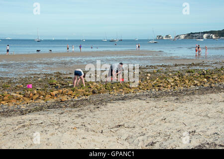 auf der Suche nach Muscheln und Krabben am Strand von Studland Bay, Dorset, Großbritannien Stockfoto