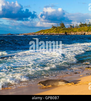 Hawaiianische Mönchsrobbe geht ins Meer am Hookipa Beach auf Maui, bei Surfern in Ferne Stockfoto