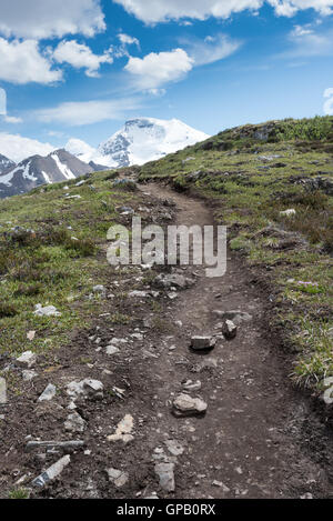 Trail durch die Tundra auf Wilcox Pass mit Columbia Icefield im Hintergrund Stockfoto