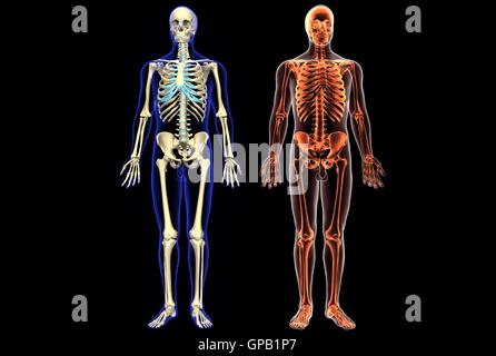 Die Skelettanatomie des menschlichen Körpers. 3D-Rendern Stockfoto