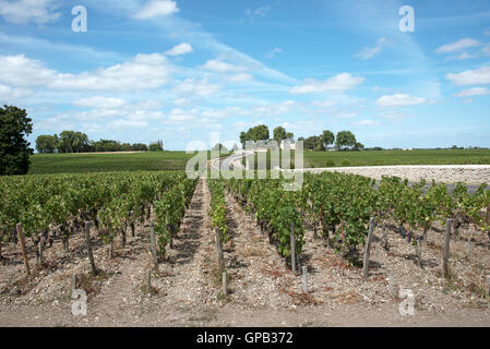 Pauillac Weinregion Frankreich - Reben und Weinberge in Pauillac einen Wein produzierenden Bereich der Bordeaux-Region Frankreich Stockfoto