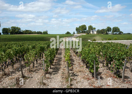 Pauillac Weinregion Frankreich - Reben und Weinberge in Pauillac einen Wein produzierenden Bereich der Bordeaux-Region Frankreich Stockfoto