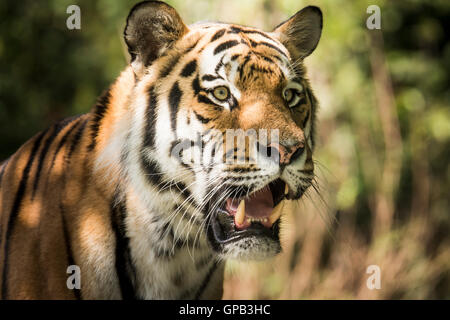 Wilden sibirischen Tiger (Panthera Tigris Altaica) in den Dschungel Stockfoto