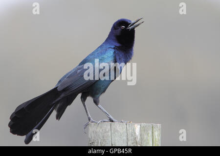 Boot-angebundene Grackle (Quiscalus größeren) männlichen Gesang, Kissimmee, Florida, USA Stockfoto