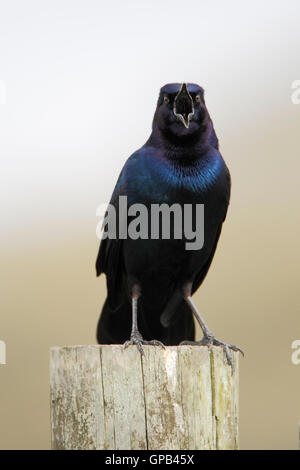 Boot-angebundene Grackle (Quiscalus größeren) männlichen Gesang, Kissimmee, Florida, USA Stockfoto