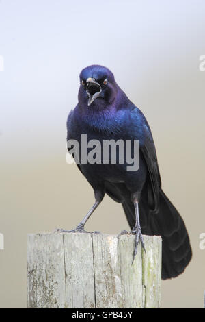 Boot-angebundene Grackle (Quiscalus größeren) männlichen Gesang, Kissimmee, Florida, USA Stockfoto