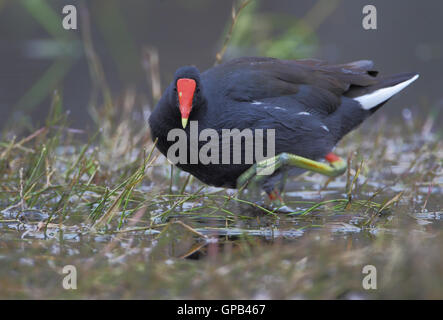 Gemeinsame Gallinule (Gallinula Galeata) auf der Suche nach Nahrung in Sumpf, Kissimmee, Florida, USA Stockfoto