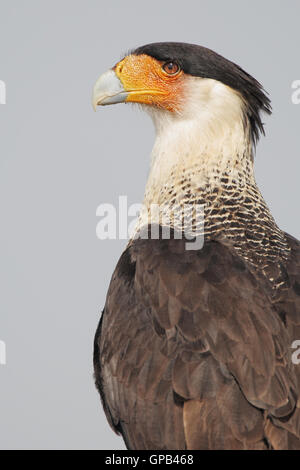 Nördlichen crested Karakara (Caracara Cheriway) sitzen auf Feld Post Porträt, Kissimmee, Florida, USA Stockfoto