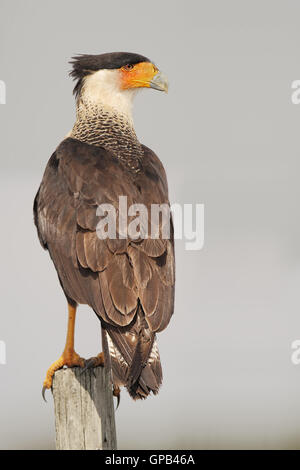 Nördlichen crested Karakara (Caracara Cheriway) sitzen auf Feldpost, Kissimmee, Florida, USA Stockfoto