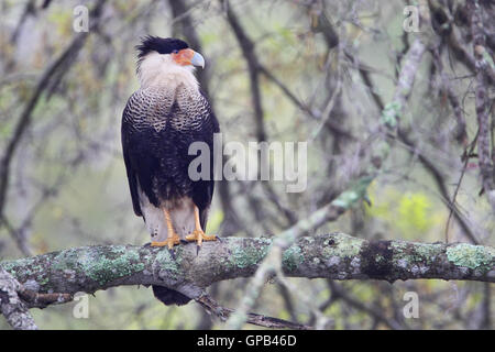 Nördlichen crested Karakara (Caracara Cheriway) auf Ast, Kissimmee, Florida, USA Stockfoto