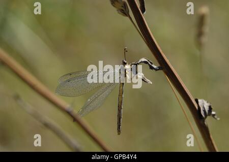 Antlion (Distoleon Tetragrammicus) am Stamm im Sommer Vaucluse - Provence - Frankreich Stockfoto