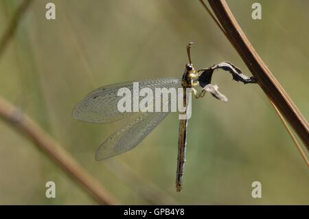 Antlion (Distoleon Tetragrammicus) am Stamm im Sommer Vaucluse - Provence - Frankreich Stockfoto