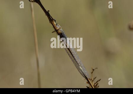 Antlion (Distoleon Tetragrammicus) am Stamm im Sommer Vaucluse - Provence - Frankreich Stockfoto