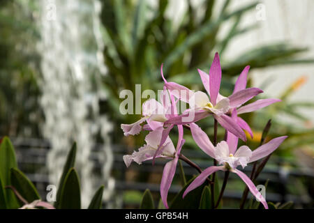 Fort Wayne, Indiana - Orchideen in der Nähe eines Wasserfalls im tropischen Garten am Konservatorium Foellinger-Freimann botanischen. Stockfoto