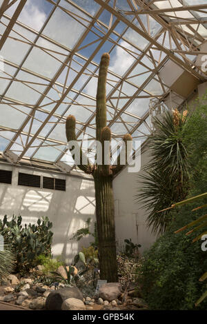 Fort Wayne, Indiana - eine große Saguaro-Kaktus (Carnegiea Gigantea) in der Wüste Garten bei der Foellinger-Freimann botanische Nachteile Stockfoto