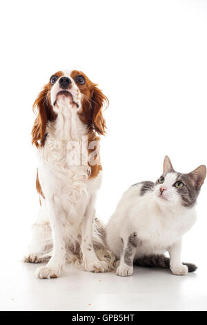 Cavalier king Charles mit Katze Vs Hund Feinde oder Freunde weiß, Foto, Studio, Form, isoliert, 3D, Banner, Lager, Bild, Logo, Form, Stockfoto