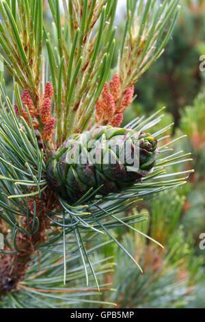 Flora der Halbinsel Kamtschatka: schöne Filiale Pinus Pumila mit grünen Kegel. Stockfoto