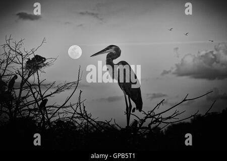 Diese Jugendlichen, jungen Great Blue Heron stiegen auf die Verschachtelung Insel am Ende des Tages ebenso wie der aufgehende Mond in Sicht kam. Stockfoto