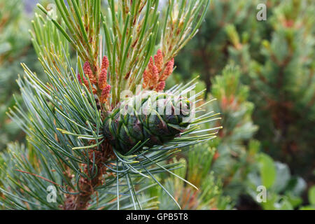 Flora der Region Kamtschatka: schöne Filiale Pinus Pumila mit grünen Kegel. Stockfoto