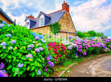 Bunte Hortensien Blumen in einem kleinen Dorf, Bretagne, Frankreich Stockfoto